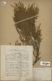 spécimen de Tamarix gallica