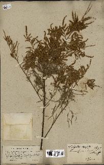 spécimen de Tamarix gallica