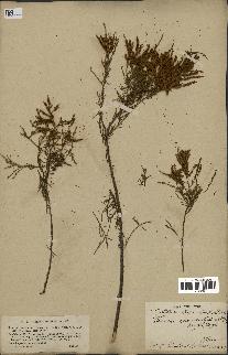 spécimen de Tamarix gallica