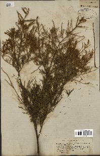 spécimen de Tamarix gallica