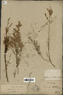 spécimen de Tamarix gallica