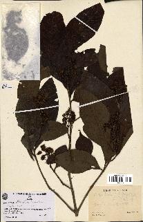 spécimen de Metadina trichotoma