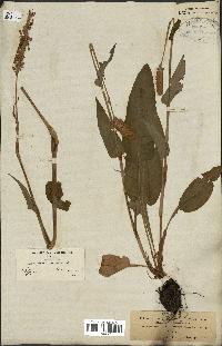 spécimen de Polygonum bistorta