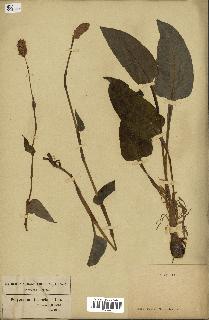 spécimen de Polygonum bistorta