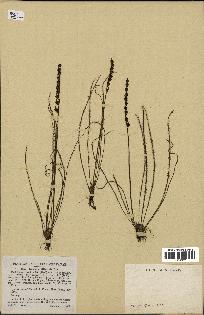spécimen de Drosera filiformis