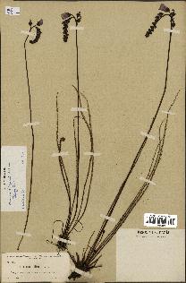 spécimen de Drosera filiformis
