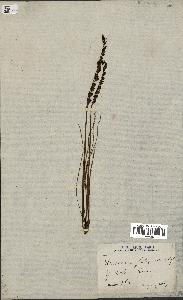 spécimen de Drosera filiformis