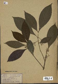spécimen de Lasianthus sp.