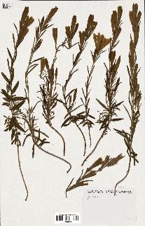 spécimen de Gentiana pneumonanthe