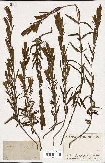 spécimen de Gentiana pneumonanthe