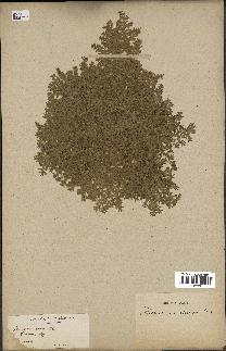 spécimen de Herniaria cinerea