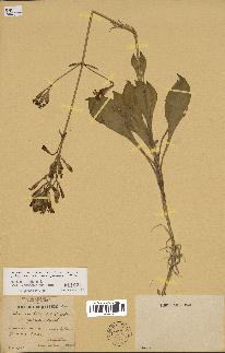 spécimen de Silene rosulata
