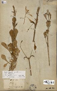 spécimen de Silene rosulata
