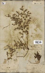 spécimen de Paronychia arabica