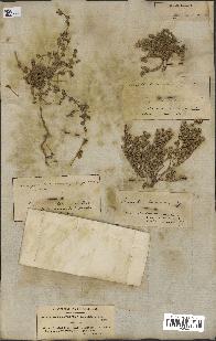 spécimen de Paronychia arabica