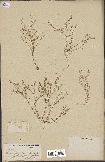 spécimen de Arenaria serpyllifolia