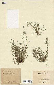 spécimen de Arenaria serpyllifolia