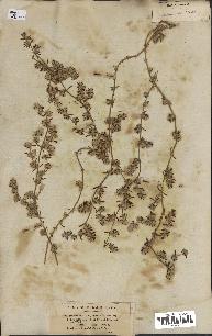 spécimen de Paronychia arabica