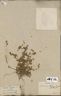 spécimen de Paronychia arabica
