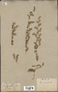 spécimen de Paronychia arabica