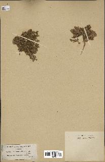 spécimen de Paronychia arabica