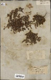 spécimen de Paronychia arabica