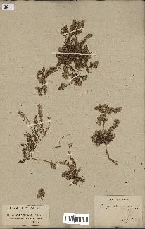spécimen de Paronychia arabica