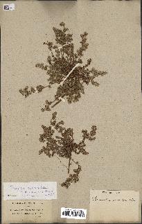 spécimen de Paronychia arabica