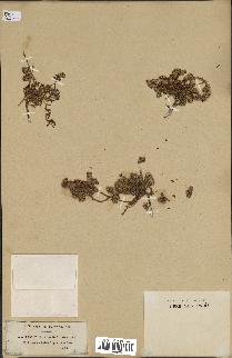 spécimen de Paronychia arabica