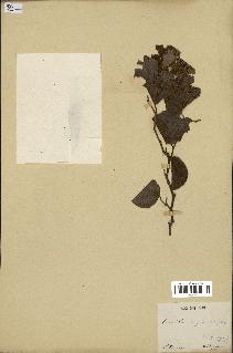 spécimen de Coccoloba leoganensis