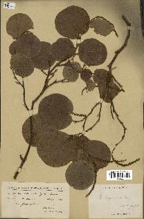 spécimen de Coccoloba leoganensis