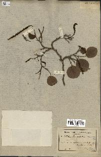 spécimen de Coccoloba leoganensis