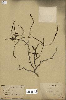 spécimen de Coccoloba leoganensis