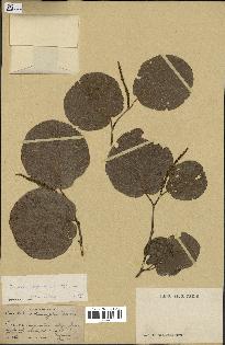 spécimen de Coccoloba leoganensis