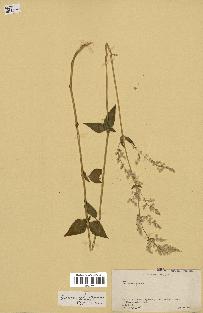 spécimen de Iresine celosia