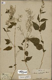 spécimen de Iresine celosia
