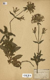 spécimen de Saponaria officinalis