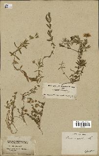 spécimen de Arenaria montana