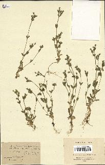 spécimen de Cerastium brachypetalum