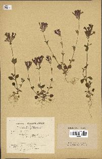 spécimen de Silene aegyptiaca