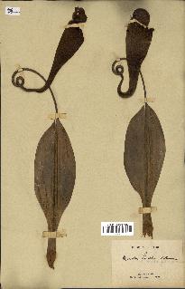 spécimen de Nepenthes madagascariensis