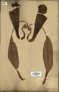 spécimen de Nepenthes madagascariensis