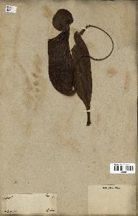 spécimen de Nepenthes madagascariensis