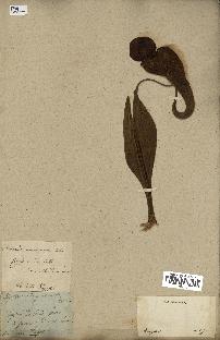 spécimen de Nepenthes madagascariensis