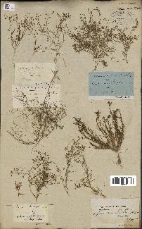 spécimen de Spergularia diandra