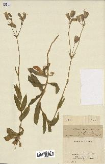 spécimen de Silene vulgaris