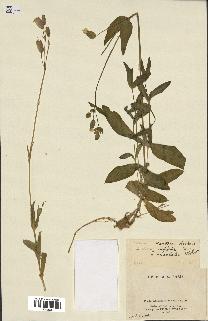 spécimen de Silene vulgaris