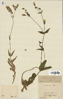 spécimen de Silene vulgaris