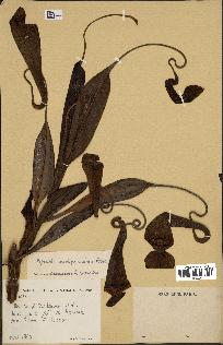 spécimen de Nepenthes madagascariensis