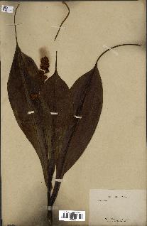 spécimen de Nepenthes madagascariensis